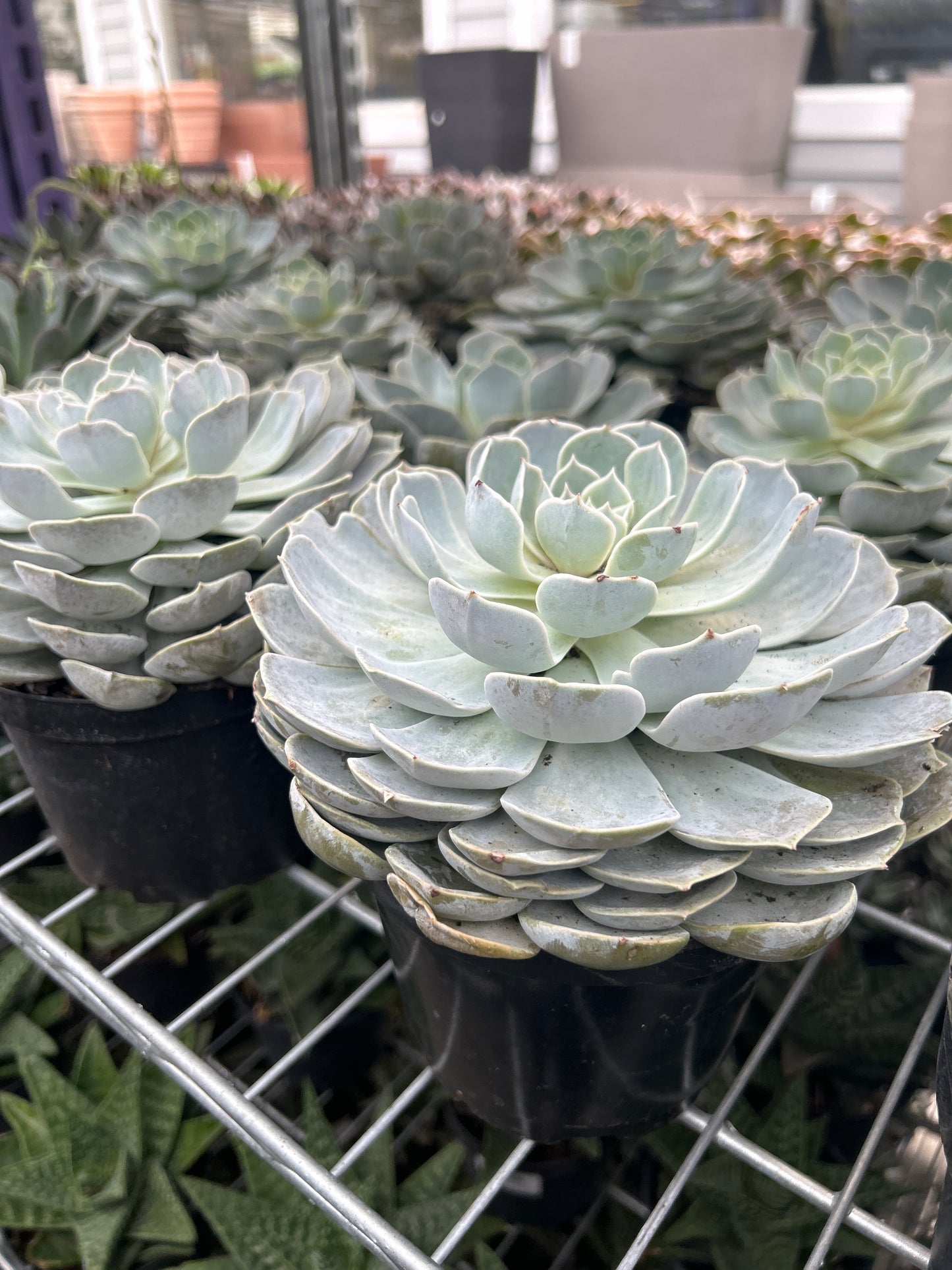 photo 006 from www.redcrocus.com