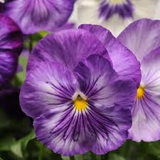 Pansy–Matrix Lavender Shades–Vibrant blooms for gardens  8" Pot (Pack of 2)