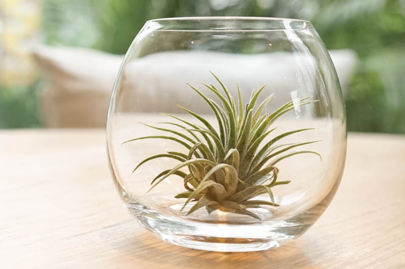 RedCrocus Air Plant Tillandsia Bromeliad- Small, Bare Root, Assorted Indoor Plant, Unique Decor for Terrariums & Mounting Bare Root (Pack of 2)