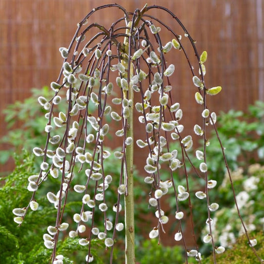 Pussy Willow–Tall Variety–Fast Growing Plant  6" Pot