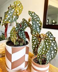 Polka Dot Begonia–Variegata–Air Purifying  6" Pot
