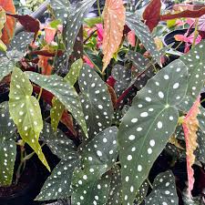 Polka Dot Begonia–Variegata–Air Purifying  6" Pot