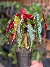 Polka Dot Begonia–Variegata–Air Purifying  6" Pot