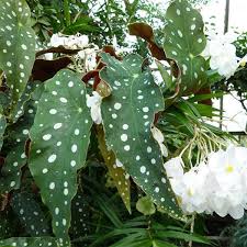 Polka Dot Begonia–Variegata–Air Purifying  6" Pot