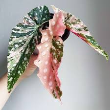 Polka Dot Begonia–Variegata–Air Purifying  6" Pot