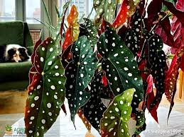 Polka Dot Begonia–Variegata–Air Purifying  6" Pot