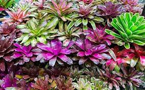 Bromeliad Garden–Tropical Foliage–Indoor Friendly  8" Pot