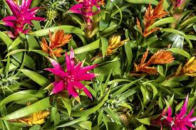 Assorted Bromeliads | Vibrant Tropical Plants for Indoor & Outdoor Decor | Easy Care, Pet Warning, Blooms Summer to Fall  2.5" Pot (Pack of 4)