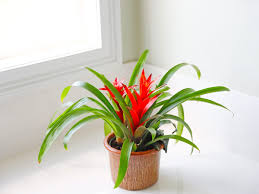 Assorted Bromeliads | Vibrant Tropical Plants for Indoor & Outdoor Decor | Easy Care, Pet Warning, Blooms Summer to Fall  2.5" Pot (Pack of 4)