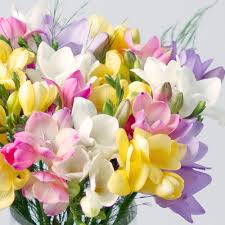 Freesia–Assorted–Fragrant and colorful blooms  4" Pot (Pack of 4)