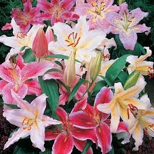 Lily Hybrid–Assorted–Fragrant and Colorful  6" Pot