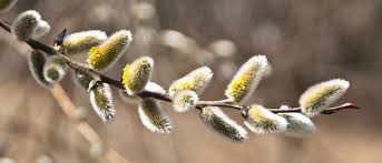 Pussy Willow–Salix discolor–Attracts pollinators  6" Pot