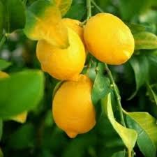 Meyer Lemon–Citrus–Fragrant and Pollinator–Friendly  3 Gallon