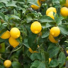 Meyer Lemon–Citrus–Fragrant and Pollinator–Friendly  3 Gallon
