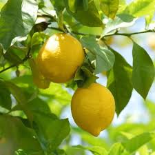 Meyer Lemon–Citrus–Fragrant and Pollinator–Friendly  3 Gallon