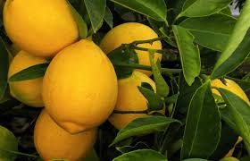 Meyer Lemon–Citrus–Fragrant and Pollinator–Friendly  3 Gallon
