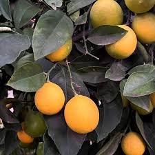 Meyer Lemon–Citrus–Fragrant and Pollinator–Friendly  3 Gallon