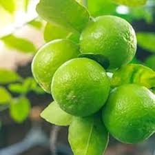 Lime Tree-Assorted-Indoor Friendly Citrus  3 Gallon