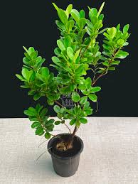 Moclame Ficus–Standard–Indoor Friendly  14" Pot