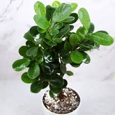 Moclame Ficus–Standard–Indoor Friendly  14" Pot