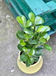 Moclame Ficus–Standard–Indoor Friendly  14" Pot