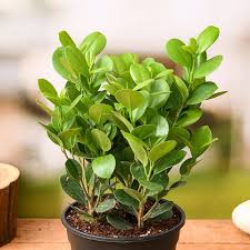 Moclame Ficus-Standard-Deer Resistant  14" Pot