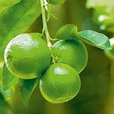 Lime Tree-Assorted-Versatile and Hardy Plant  1 Gallon
