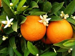 Sweet Orange–Citrus Tree–Fragrant Evergreen  1 Gallon