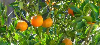 Sweet Orange–Citrus Tree–Fragrant Evergreen  1 Gallon