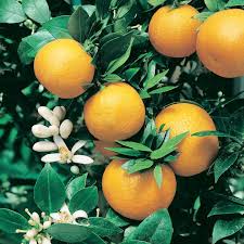 Sweet Orange–Citrus Tree–Fragrant Evergreen  1 Gallon