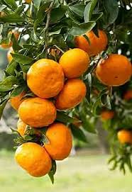 Sweet Orange–Citrus Tree–Fragrant Evergreen  1 Gallon