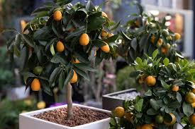Sweet Orange–Citrus Tree–Fragrant Evergreen  1 Gallon