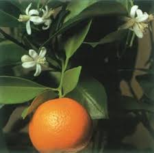 Sweet Orange–Citrus Tree–Fragrant Evergreen  1 Gallon