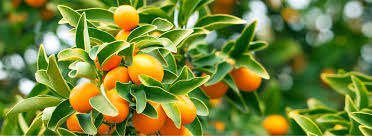 Sweet Orange–Citrus Tree–Fragrant Evergreen  1 Gallon