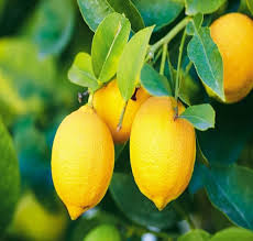 Lime Tree-Assorted-Aromatic and Productive  5 Gallon