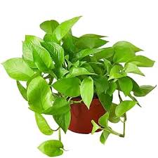 Neon Pothos-Epipremnum 'Neon'-Indoor friendly plant  6" Pot