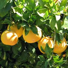 RedCrocus Grapefruit Tree-Assorted-Perfect for container gardening  10 Gallon