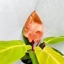 McColley's Finale Philodendron-Evergreen Indoor Plant-Low Maintenance  6" Pot