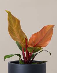 McColley's Finale Philodendron-Evergreen Indoor Plant-Low Maintenance  6" Pot