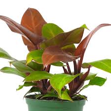 McColley's Finale Philodendron-Evergreen Indoor Plant-Low Maintenance  6" Pot