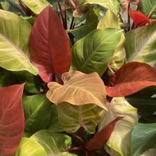 McColley's Finale Philodendron-Evergreen Indoor Plant-Low Maintenance  6" Pot