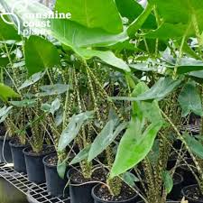 Zebra Plant–Alocasia zebrina–Unique zebra–striped stems  8" Pot