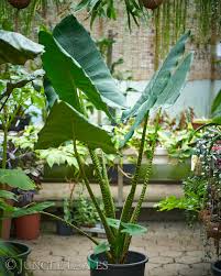 Zebra Plant–Alocasia zebrina–Unique zebra–striped stems  8" Pot