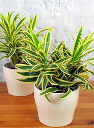 RedCrocus Song of India Dracaena reflexa 'Song of India' Indoor Plant, Tropical, Pet-Friendly, Easy-Care for Home & Garden, Bright Light, Non-Toxic, Container-Friendly 17" Pot