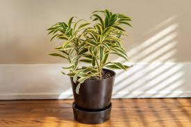 RedCrocus Song of India Dracaena reflexa 'Song of India' Indoor Plant, Tropical, Pet-Friendly, Easy-Care for Home & Garden, Bright Light, Non-Toxic, Container-Friendly 17" Pot