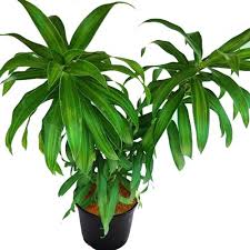 RedCrocus Song of India Dracaena reflexa 'Song of India' Indoor Plant, Tropical, Pet-Friendly, Easy-Care for Home & Garden, Bright Light, Non-Toxic, Container-Friendly 17" Pot