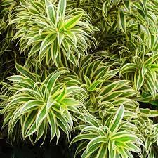 RedCrocus Song of India Dracaena reflexa 'Song of India' Indoor Plant, Tropical, Pet-Friendly, Easy-Care for Home & Garden, Bright Light, Non-Toxic, Container-Friendly 17" Pot