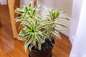 RedCrocus Song of India Dracaena reflexa 'Song of India' Indoor Plant, Tropical, Pet-Friendly, Easy-Care for Home & Garden, Bright Light, Non-Toxic, Container-Friendly 17" Pot