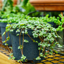 Aquamarine Pilea–Pilea glauca 'Aquamarine'–Charming trailing plant with silvery–blue leaves  6" Hanging Basket