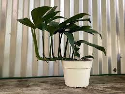 Dragon Tail Plant–Rhaphidophora decursiva–Climbing Tropical Foliage  6" Pot